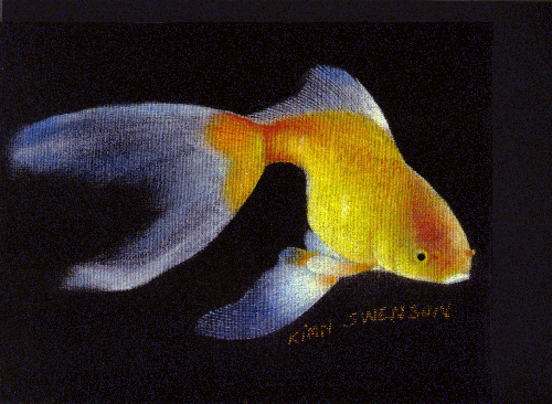 Kimn's pastel goldfish on black background